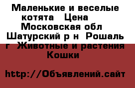 Маленькие и веселые котята › Цена ­ 1 - Московская обл., Шатурский р-н, Рошаль г. Животные и растения » Кошки   